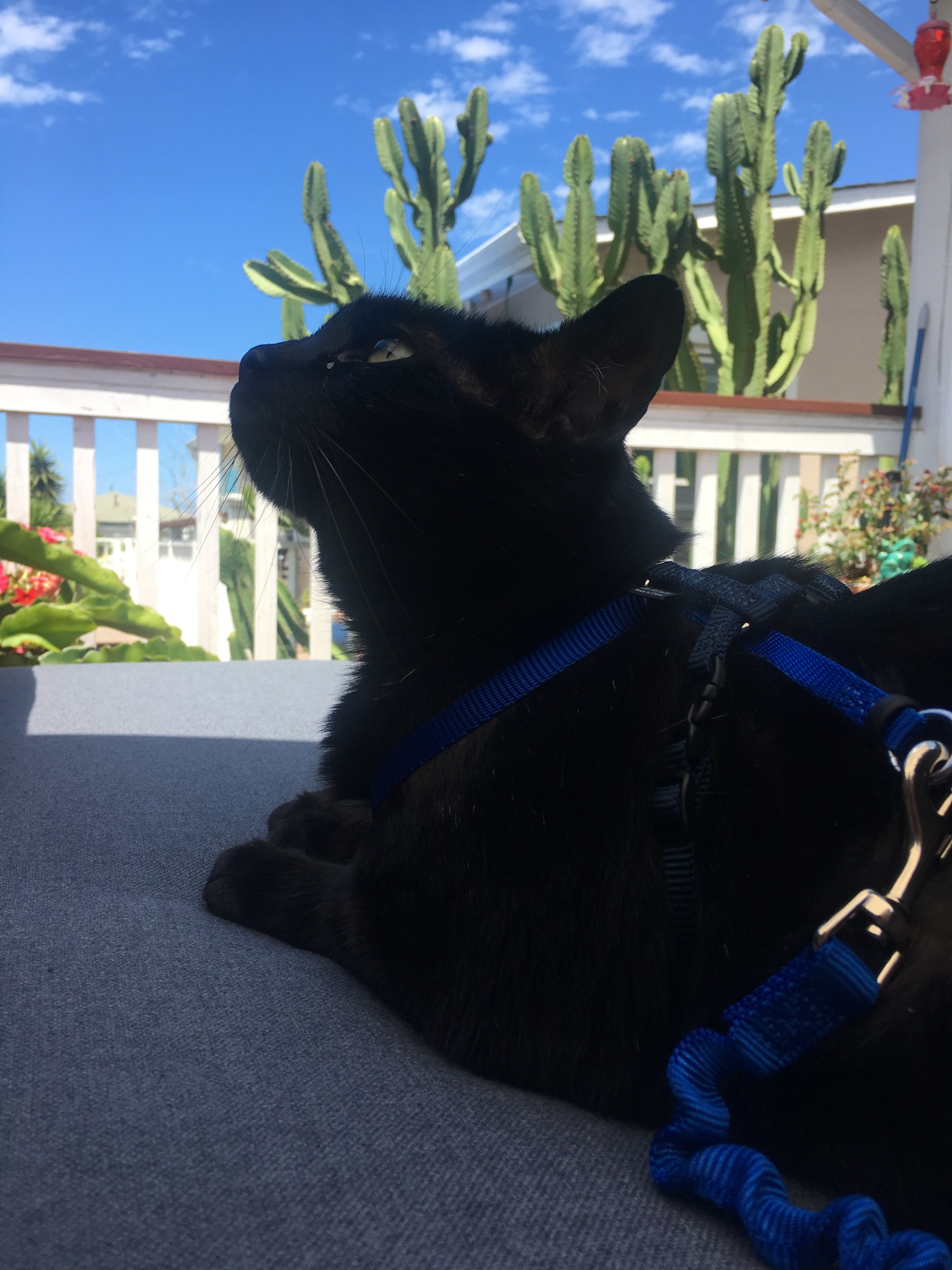 Brody, the beloved cat whose life and memory inspired Pet Grief Relief